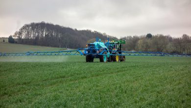 Wheat fields are sprayed by a tractor