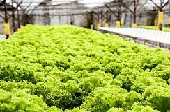 Soiless growing lettuce