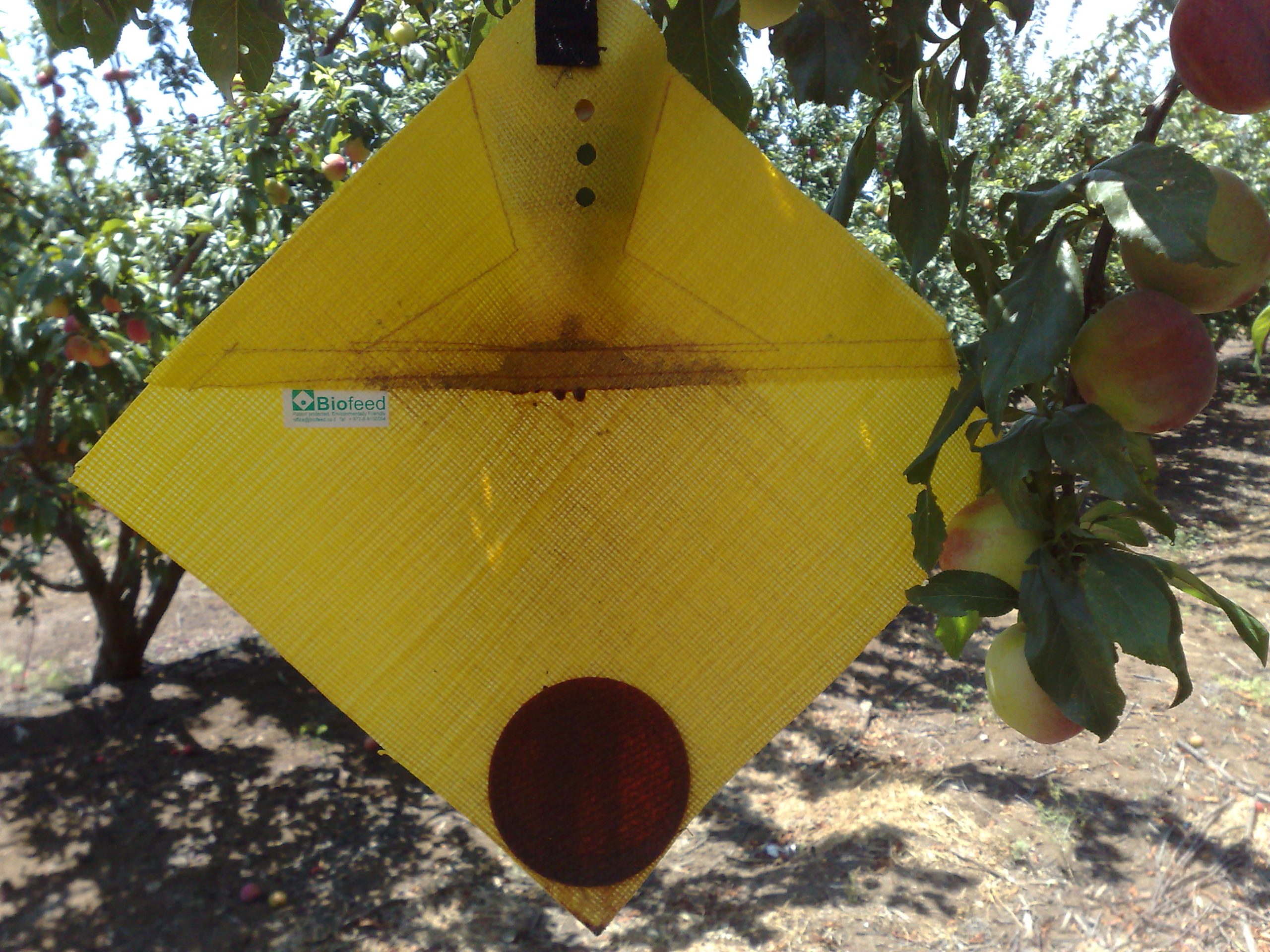Controlling Mediterranean fruit fly: cover sprays
