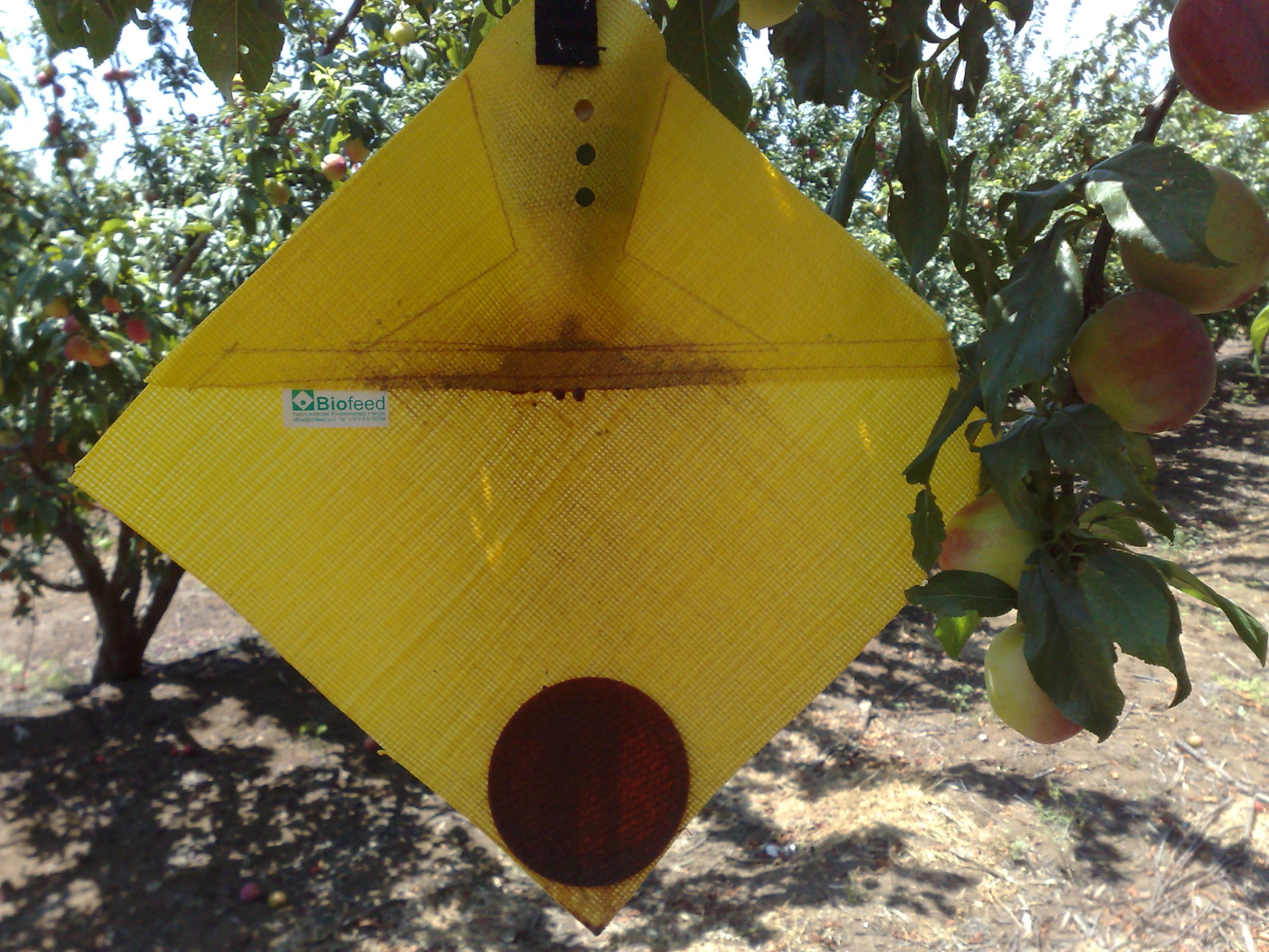 fruit fly trap on tree