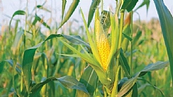 Corn field