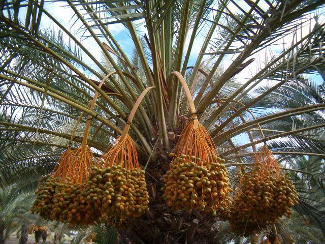 fresh dates from the palm tree – Food and Tools