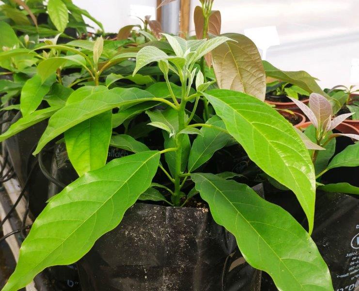 Finding the temperature threshold for Young `Hass` Avocado Plant Leaves - Israel Technology & innovations Hub