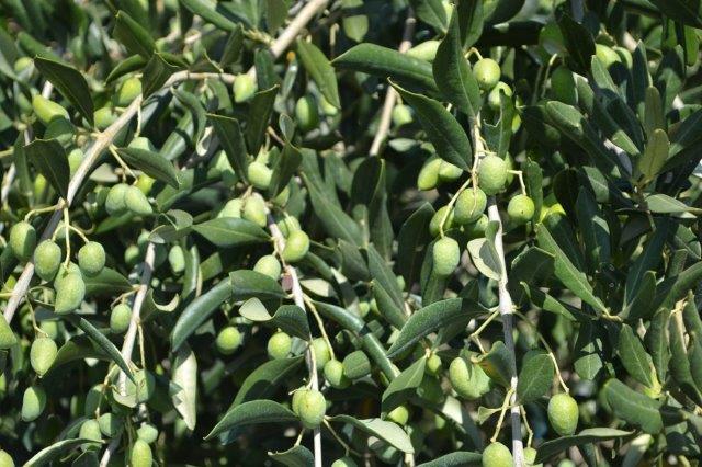 Olive Fruit Plant 