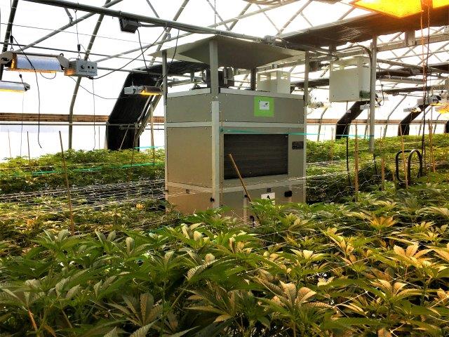 Optimal Humidity and Temperature for Greenhouse Growing - DryGair