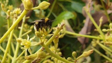 ‘Hass’ avocado pollination with bumblebees