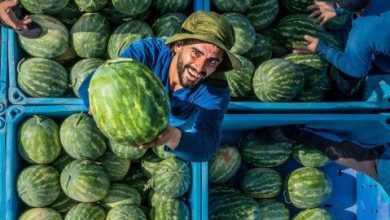 Photo of Watermelon by guy shmueli