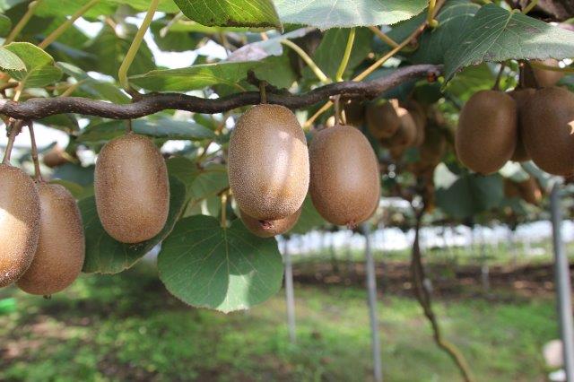 Fertilizer For Kiwi Vines - Learn About Fertilizing Kiwi Plants