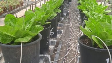 Lettuce growing test