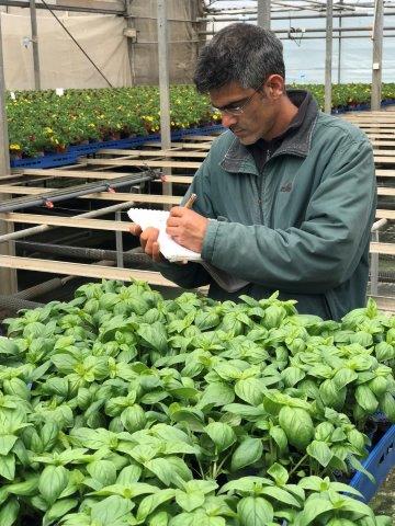 Genesis Seeds Fights Downy Mildew with New Basil Varieties