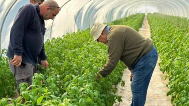 A visit by Itzik Nir, the founder of Genesis Seeds, to the Basil Greenhouse