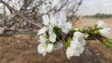 Blossoming in an almond orchard