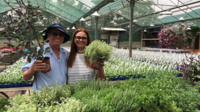 Hishtil's greenhouse contains new varieties of spice plants