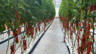 Tomatoes grow in a greenhouse on a detached substrate