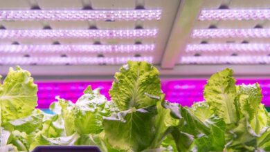 Vertical cultivation of lettuce with LED lighting