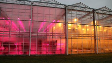 Greenhouse in Bleiswijk, the Netherlands of the Wageningen University is testing LED lights on the left versus tradiitional