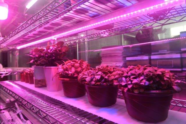 Led lighting for plants