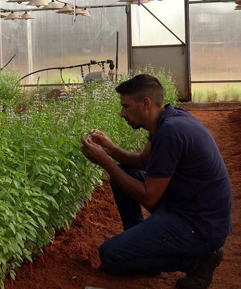 Yariv in the basil experimental greenhouse
