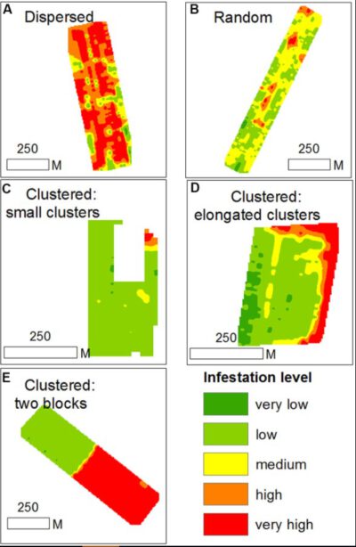 Examples of infestation spatial patterns in sampled tomato fields