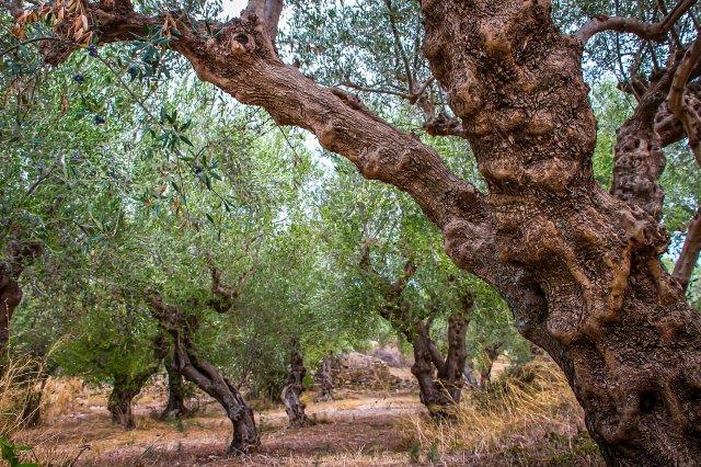 olive-grove