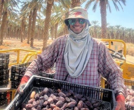 The date harvest season