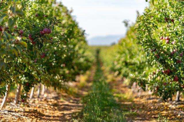 Apple orchard