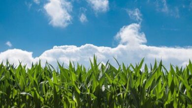 Corn field