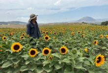 Sunflower field