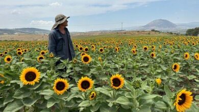 Sunflower field