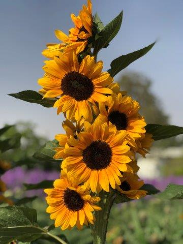 Sunflowers variety -GOLDEN RAY