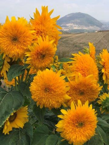  Sunflower variety - GOLDY DUBLE