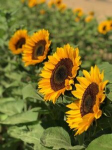 Sunflower variety - JERUSALEM GOLD