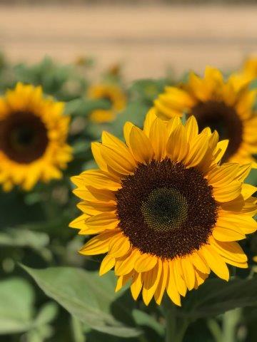 Sunflower variety - NAKDI