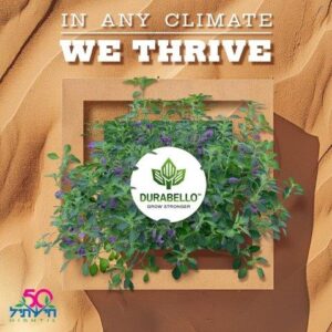 The growing demand for durable plants worldwide, Hishtil has created the Durabello™ series, with high tolerance to temperature & drought stress.