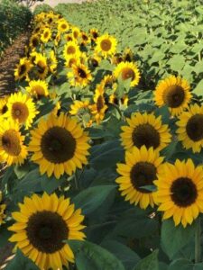 Sunflower variety - ZOHAR WINTER