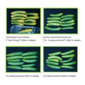 results of the trial carried out on cucumbers From left to right