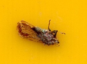 The Asian citrus psyllid on a yellow sticky trap