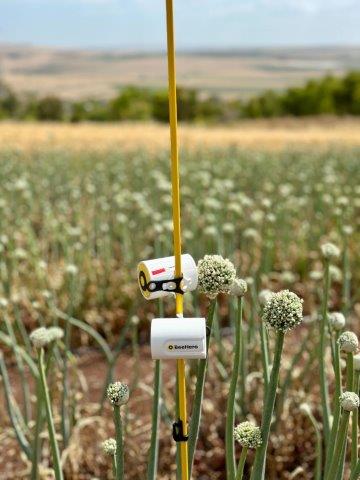 Beehero Percision pollination in the field 