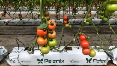 Tomato plant in Grow bag by Pelemix