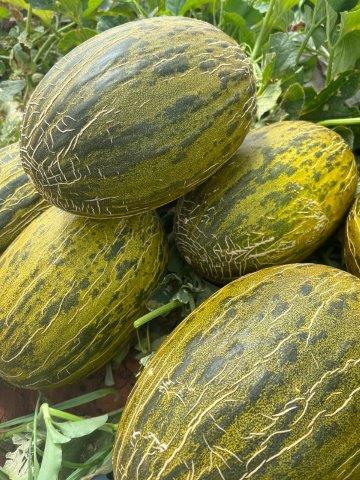 Zafiro: A Piel de Sapo melon