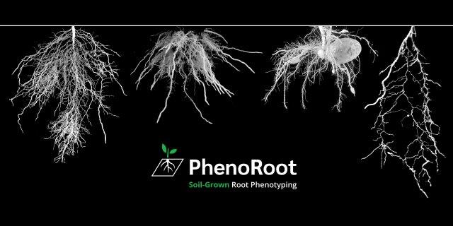 A variety of root systems imaged by PhenoRoot’s advanced phenotyping systems