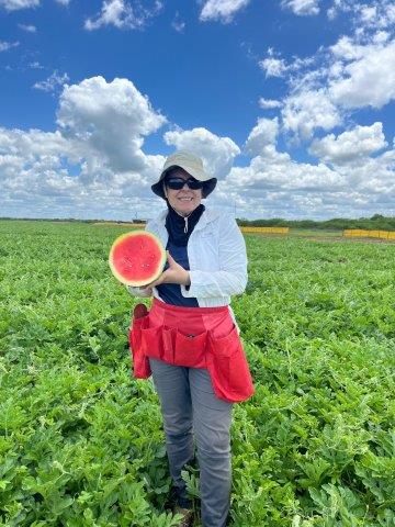 Seedless watermelon