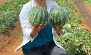 Seedless watermelon