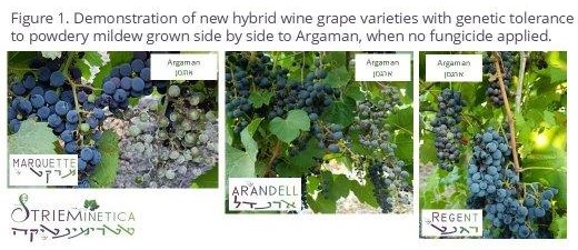 New hybrid grape wine varieties
