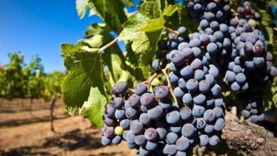 Wine Grapes in Israel