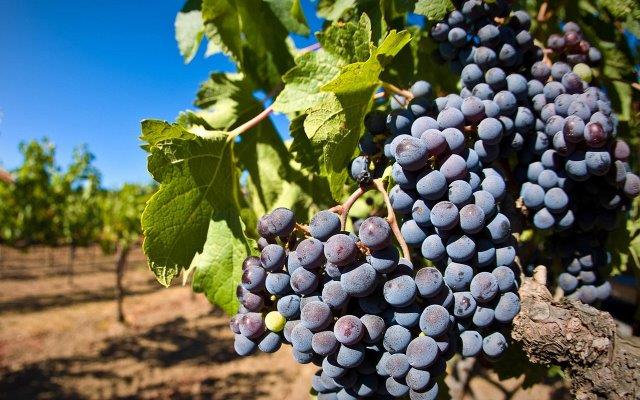 Wine Grapes in Israel