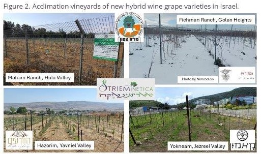 Acclimation vineyards of new hybrid wine grape varieties
