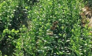 shows ruscus plants grown in spread perlite