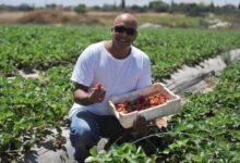Growing Barries in Israel