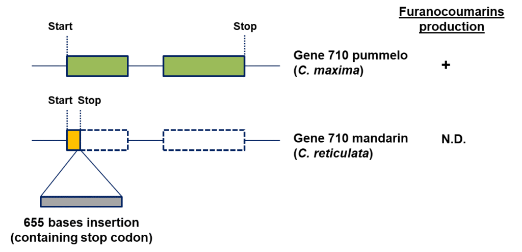 Gene 710 is intact in pummelo yet disrupted by a 655-base insertion in mandarin, leading to an inactivated gene.
